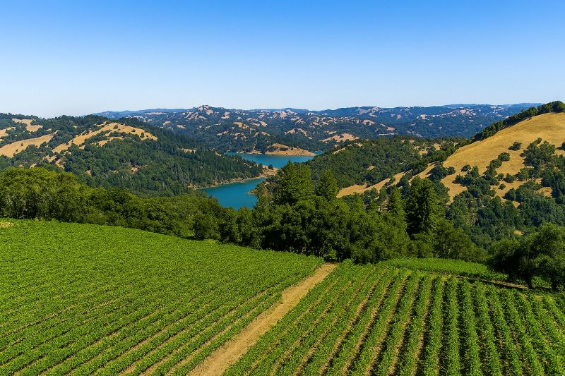 Apple Tree Removal in Sonoma County, CA
