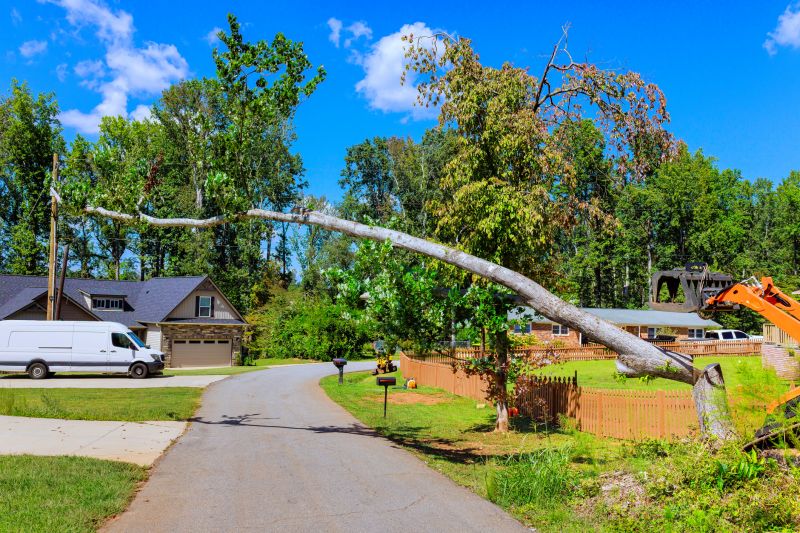 Cost of Fallen Tree Removal in Napa, CA