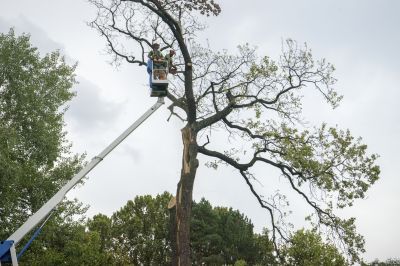 When To Get Tree Removals in Napa