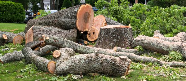 Large Tree Removal in Napa