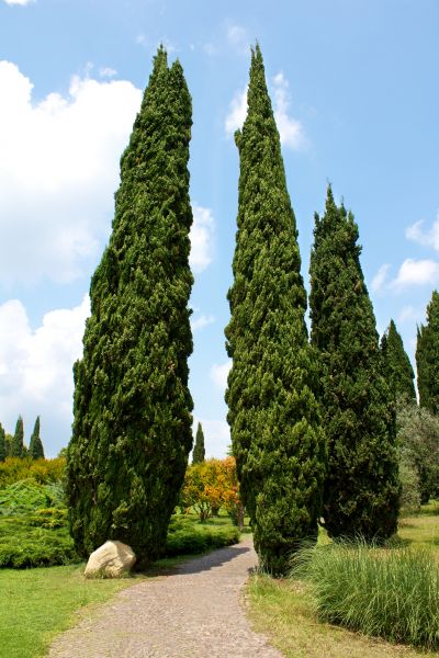 Cypress Tree Removal in Napa