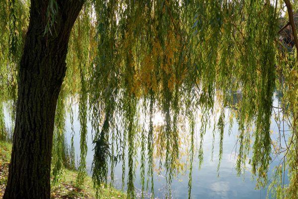 Willow Tree Removal in Napa