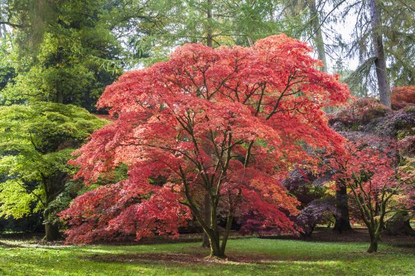Maple Tree Removal in Napa