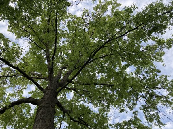 Oak Tree Removal Service
