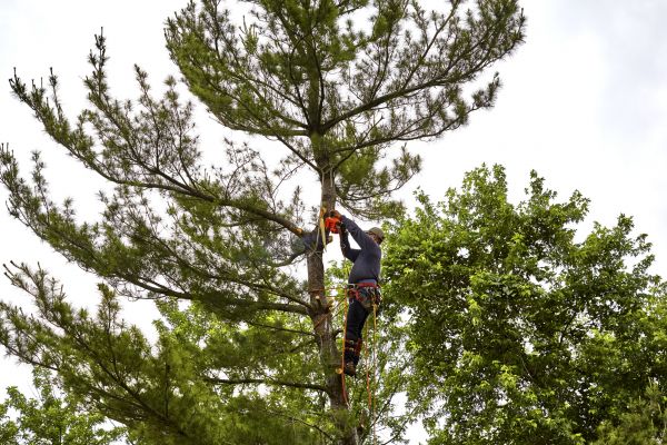 Pine Tree Removal in Napa