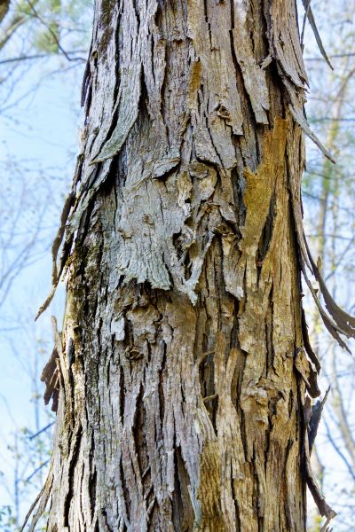 Hickory Tree Removal Service