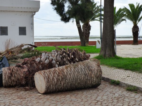 Palm Trees Removal in Napa