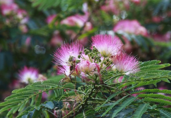 Mimosa Tree Removal Service