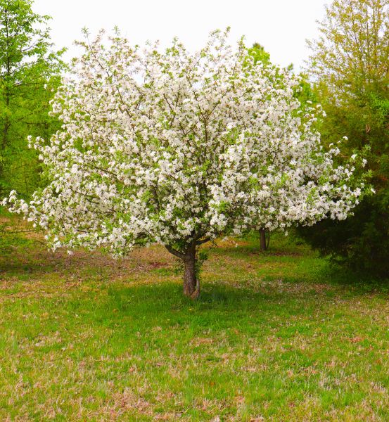 Dogwood Tree Removal Service
