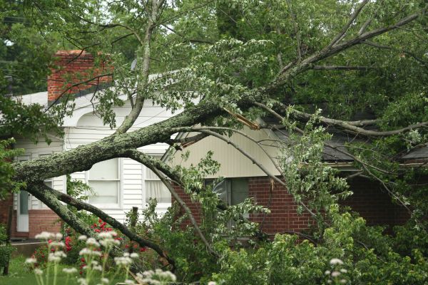 Emergency Tree Removal Service