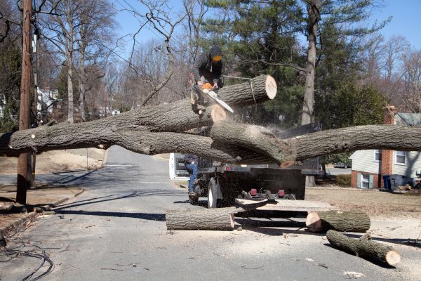 Residential Tree Removal in Napa
