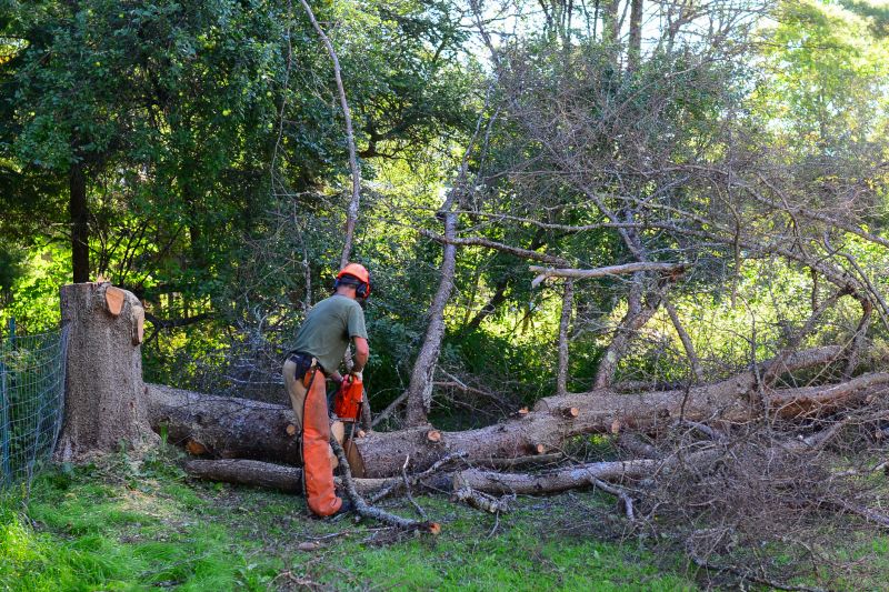 Emergency Tree Removal