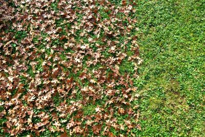 Final Cleanup of Outdoor Space
