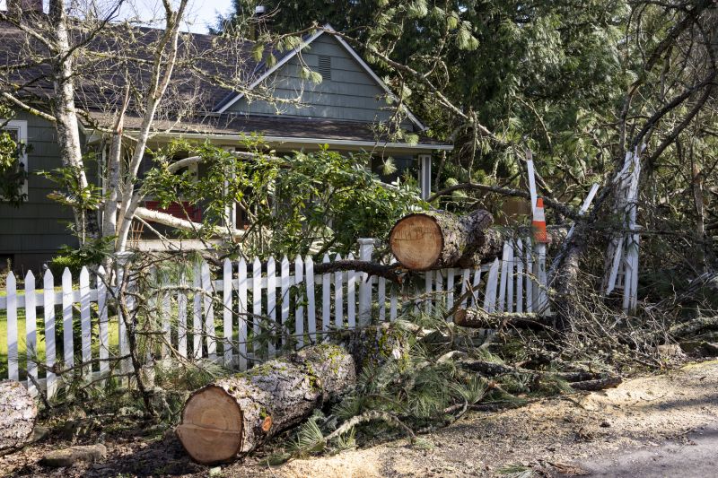 Fallen Tree in a Residential Yard