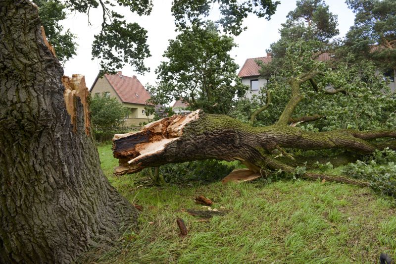 Storm Damage Tree on a Commercial Property