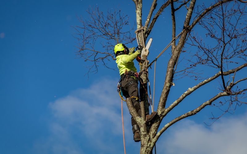 Tree Felling Process