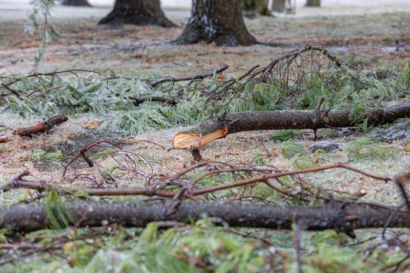 Winter Tree Removals