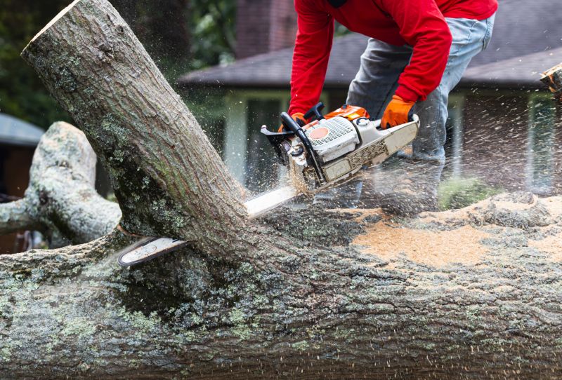 Tree Removal in Dormant Season