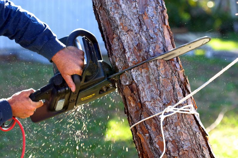 Tree Removal in Action