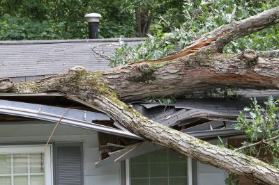 Emergency Tree Response