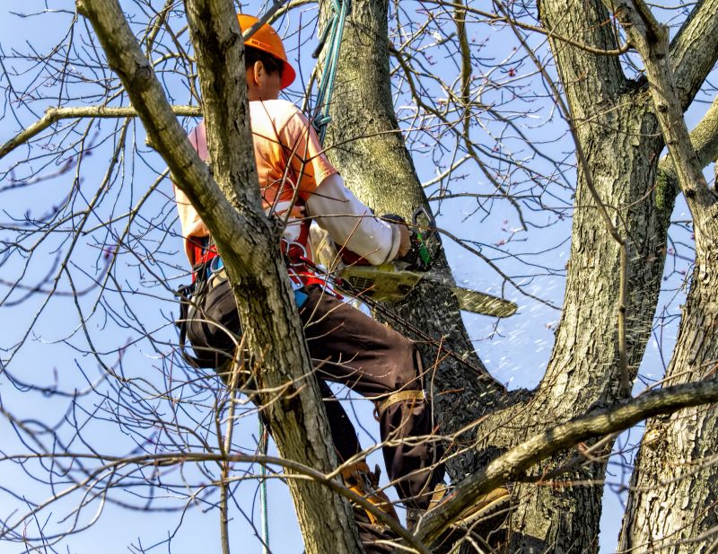 Tree Removal Equipment in Use