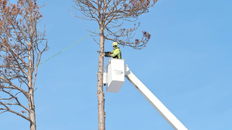 Tree Removal Process