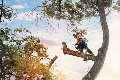 Tree Health Evaluation